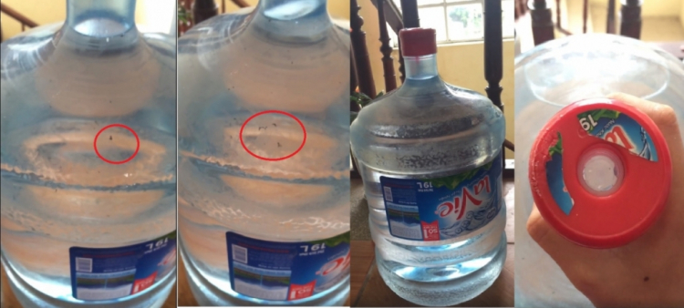 Uống nước  tinh khiết Lavie kiến chết nổi lềnh bềnh